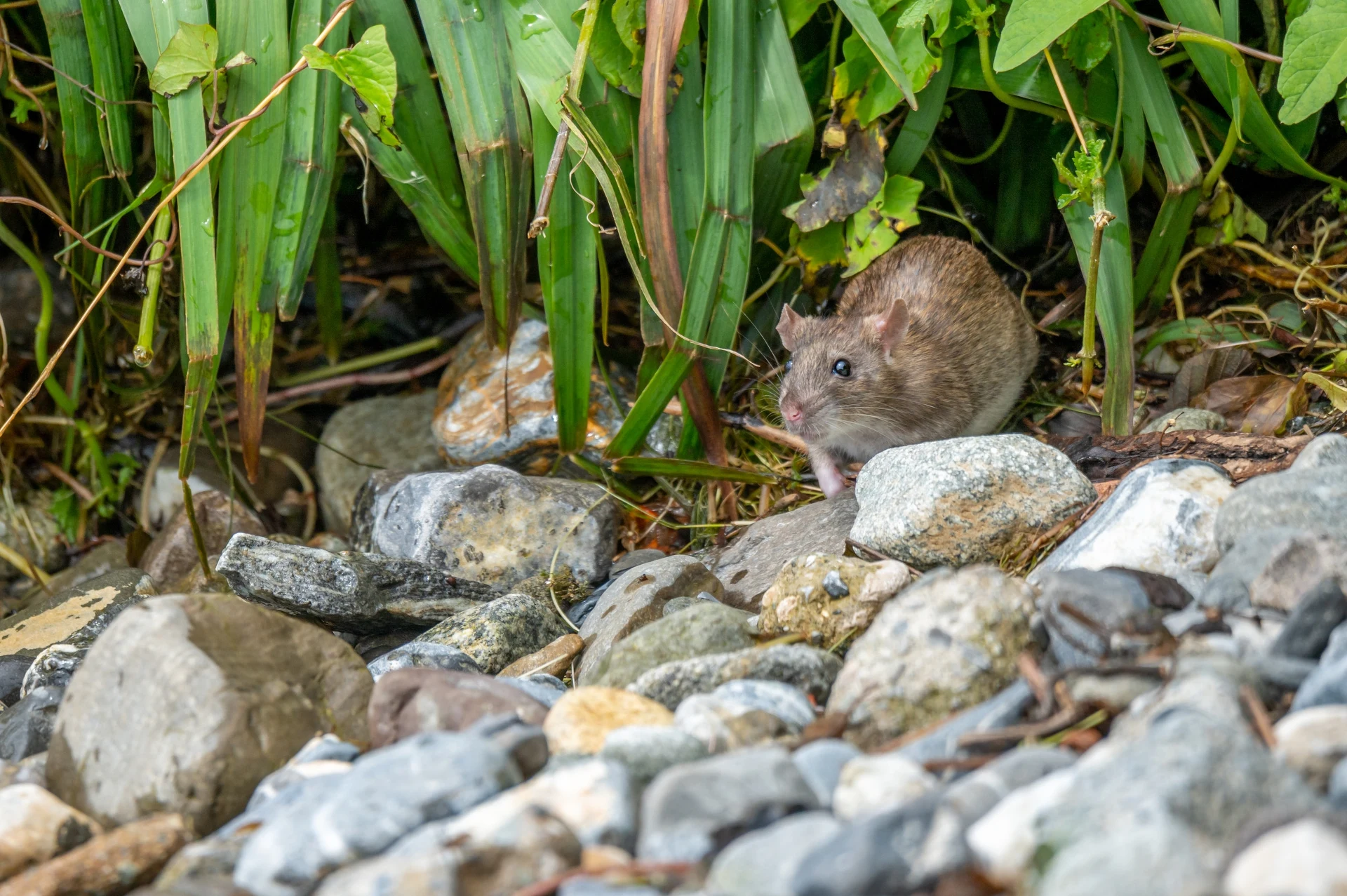Schauen Sie sich diesen Teil des Gartens an. Ratten lieben es, dort ihre Nester zu bauen.