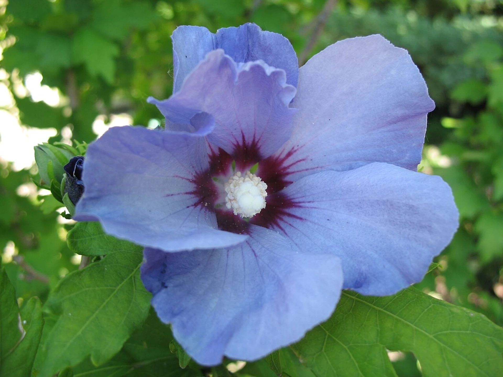 Eine exotische Blume, die bis zum Frost blüht. Sie wird bis zum Spätherbst das Auge erfreuen.
