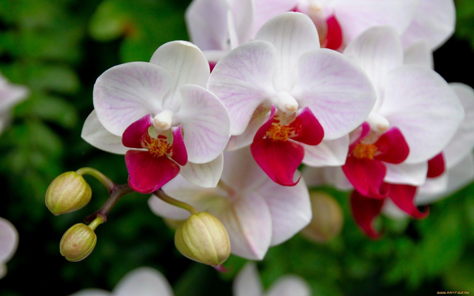 Nährstoffspray. Sie können es in 5 Minuten zubereiten, und die Orchidee wird es Ihnen mit einer Fülle von Blüten danken.