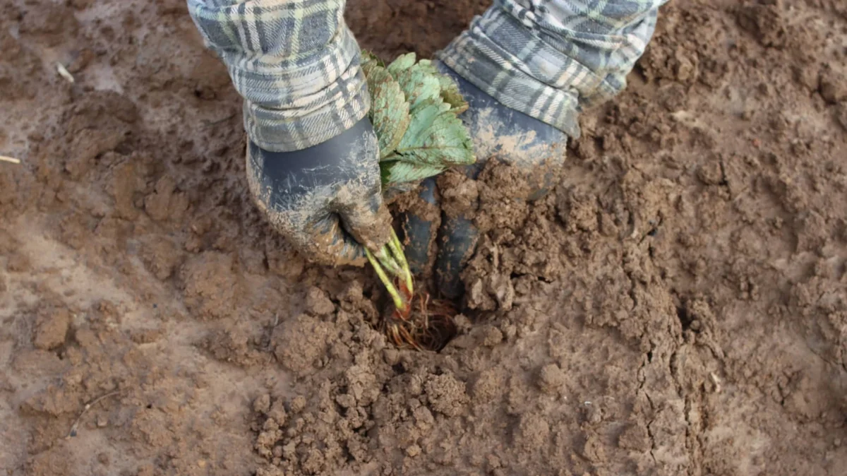 Dieser Herbsttrick sorgt für süßere Erdbeeren. Gärtner verraten ihr Geheimnis