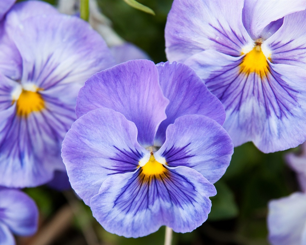 Pflanzenexperte: „Drei Pflanzen, mit denen Sie diesen Herbst nichts falsch machen können. Sie sind wunderschön und lieben das kalte Klima.“