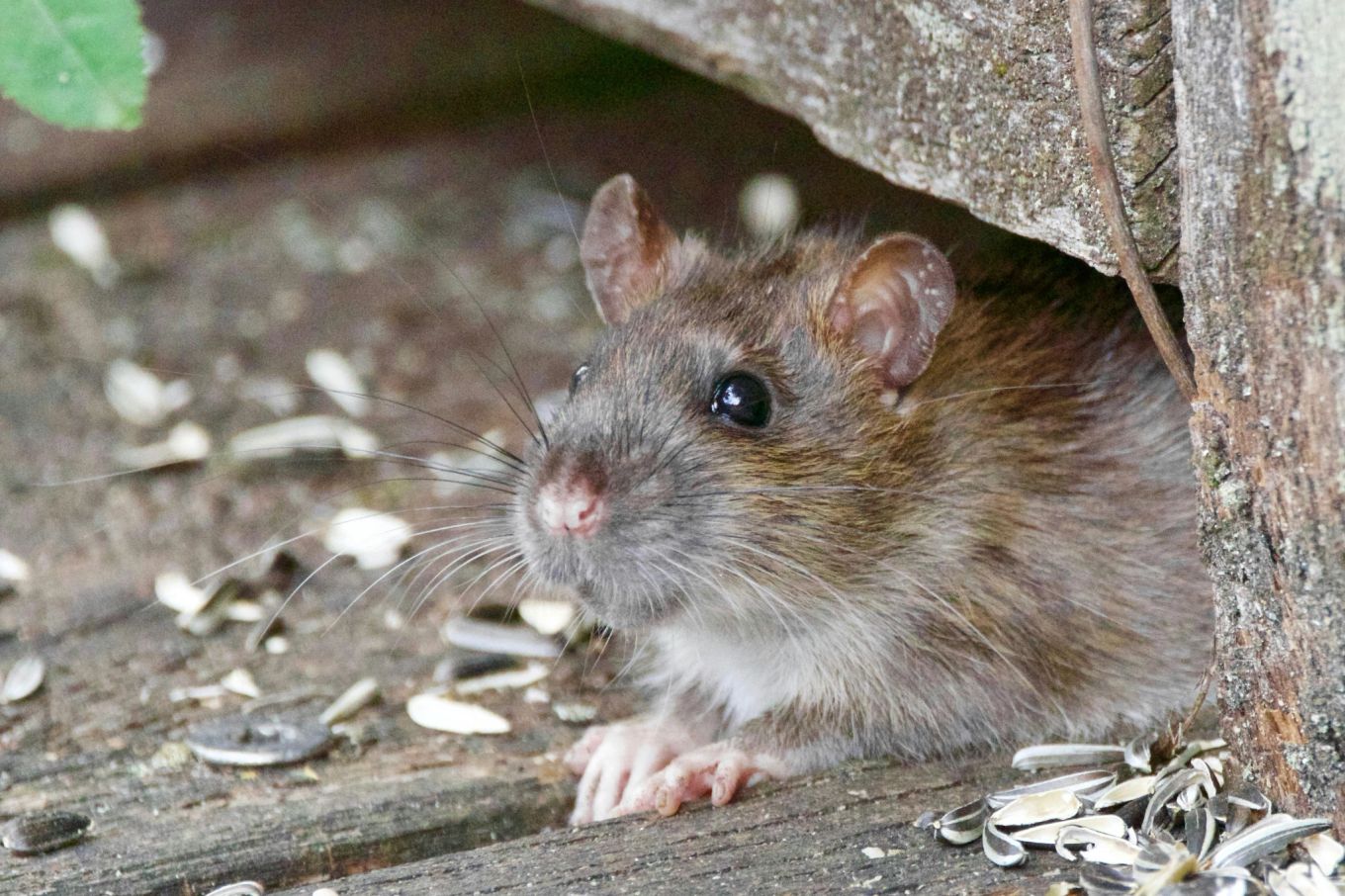 Schauen Sie sich diesen Teil des Gartens an. Ratten lieben es, dort ihre Nester zu bauen.