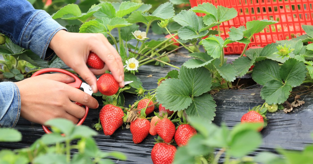 Dieser Herbsttrick sorgt für süßere Erdbeeren. Gärtner verraten ihr Geheimnis