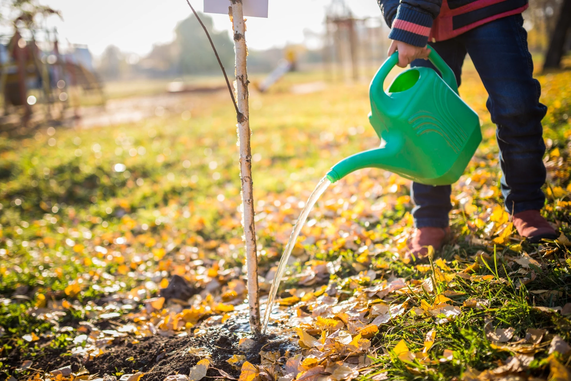 Wie pflanzt man Kirschbäume im Herbst, damit sie im Frühjahr fruchtbar sind?