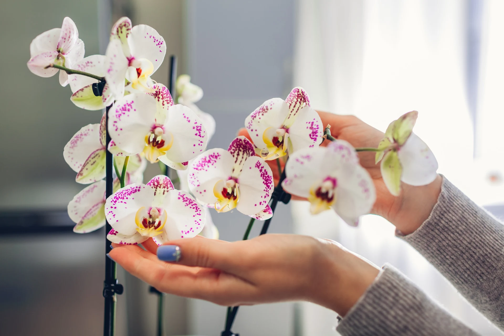 Nährstoffspray. Sie können es in 5 Minuten zubereiten, und die Orchidee wird es Ihnen mit einer Fülle von Blüten danken.
