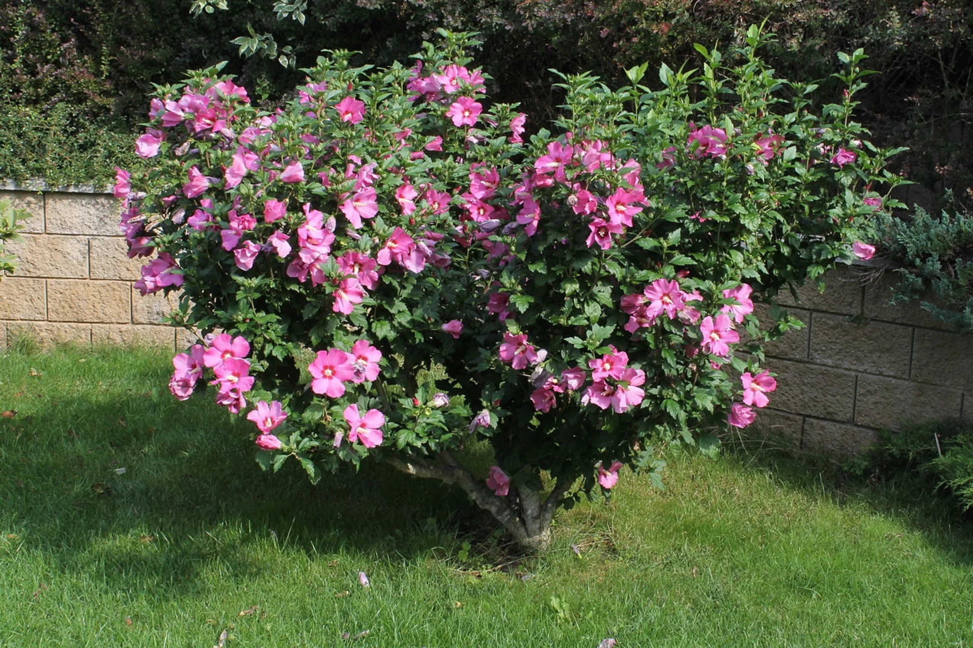 Eine exotische Blume, die bis zum Frost blüht. Sie wird bis zum Spätherbst das Auge erfreuen.